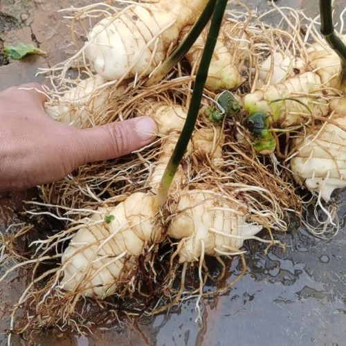 挑選種植黃精的理由之一 黃精使用量大