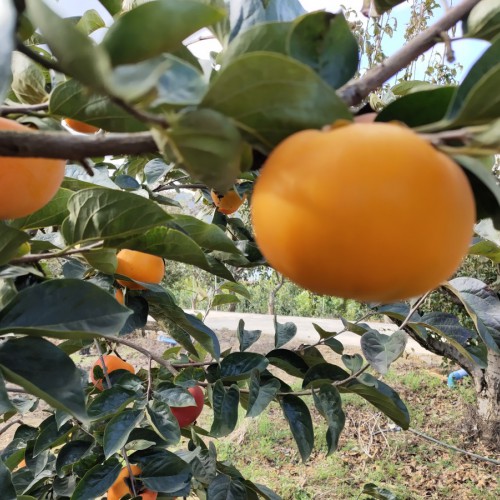 大秋甜柿苗圃 適合云南種植的大秋甜柿樹(shù)|苗木銷(xiāo)售供應(yīng)信息