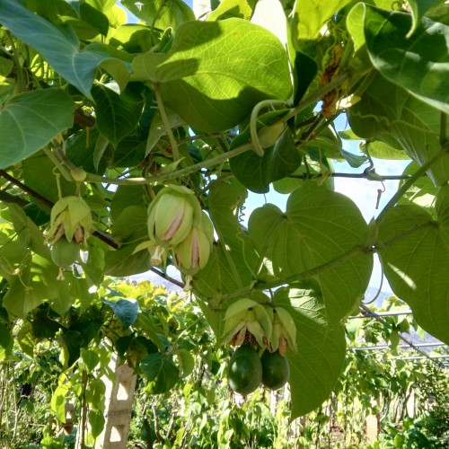 熱情果苗木  熱情果苗有賣(mài)嗎  熱情果種植基地 種植技術(shù)