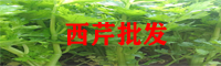 西芹種植廠(chǎng)家_西芹栽培技術(shù)_西芹管理方法