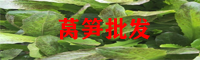 萵筍直銷點(diǎn)_萵筍批發(fā)行情_(kāi)萵筍未來(lái)行情走勢(shì)