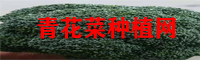 青花菜價(jià)錢(qián)表_青花菜行情查詢網(wǎng)