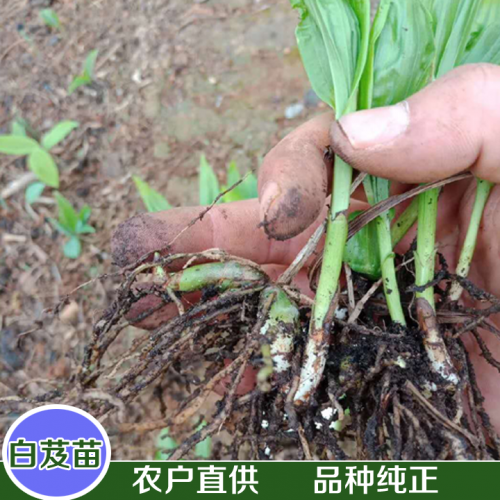 免費提供白芨小苗培育種植技術|貨真價實的昆明紫花大白芨