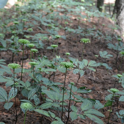 林下三七種植視頻 林下三七的種植條件和技術