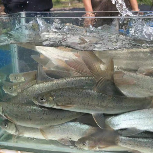 幾種鯉魚食用方法介紹_會澤滇澤水產養殖有限公司銷售