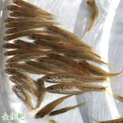 金線鲃魚批發銷售 云南金線鲃魚苗養殖公司-會澤滇澤水產