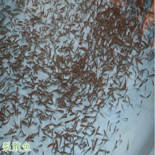 裂腹魚 云南會澤裂腹魚批發銷售  裂腹魚水產養殖公司基地