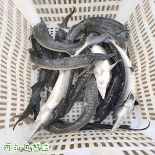 商品鱘魚圖片 會澤商品 鱘魚銷售 云南正宗商品鱘魚