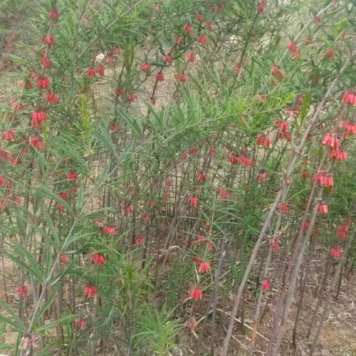 種植黃精政府有補(bǔ)助嗎