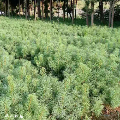 80公分高華山松苗價格 華山松袋苗聯系 華山松杯苗價格