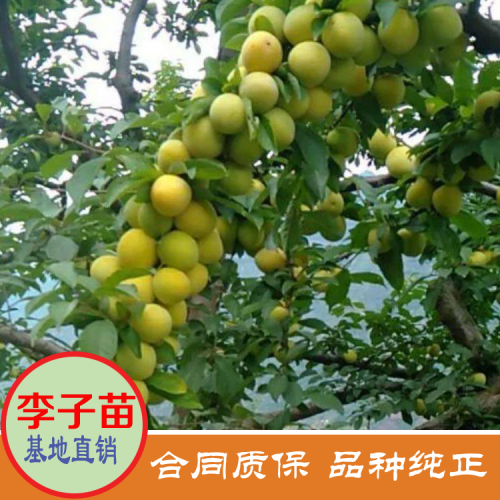 夏天果王“三華李”價錢多少錢一斤？栽種兩年可開花結果？栽種市場前景怎樣？