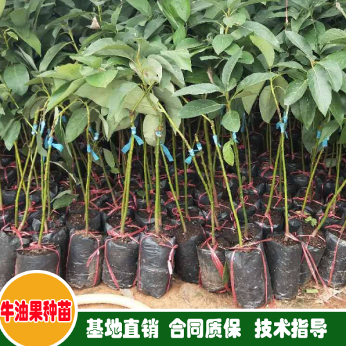 云南普洱牛油果樹苗價(jià)格是多少錢一棵?種植要點(diǎn)有哪些?