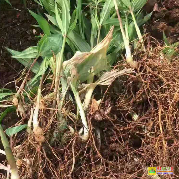 昆明襄陽黃精苗價(jià)格 黃精從小苗到大苗的圖片 黃精苗一畝地栽多少棵批發(fā)價(jià)格