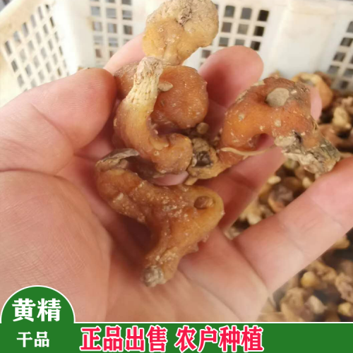 黔南黃精種苗種植基地 黃精小苗價格是多少 黃精苗批發價格