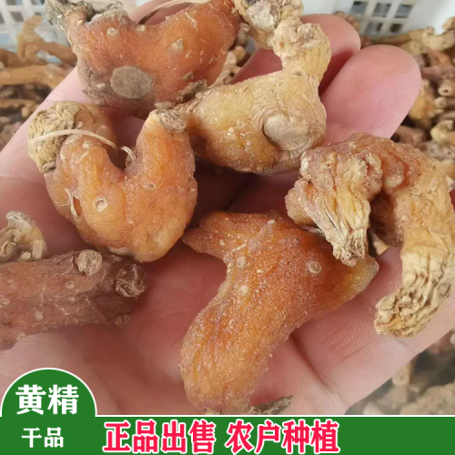 六盤水滇黃精種苗基地 黃精從小苗到大苗的圖片 黃精苗價格