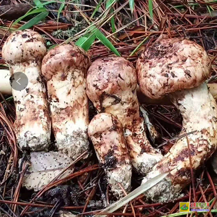 云南產地松茸新鮮 香格里拉哪里買松茸 云南松茸價格