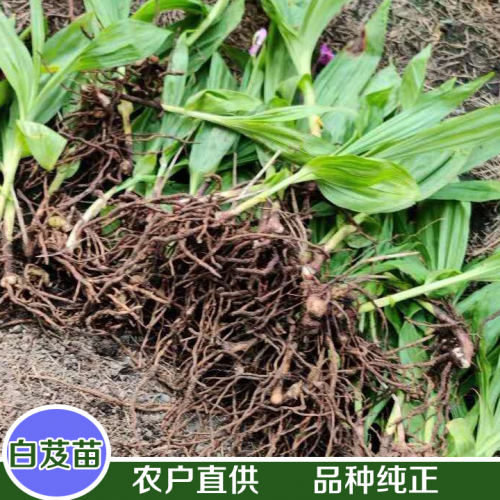 云南白芨種苗網(wǎng)-白芨種苗出銷售,免費(fèi)技術(shù)指導(dǎo)