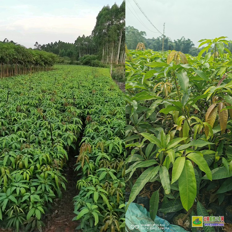 廣西品種芒果苗 芒果苗金煌品種 廣西百色芒果批發(fā)市場