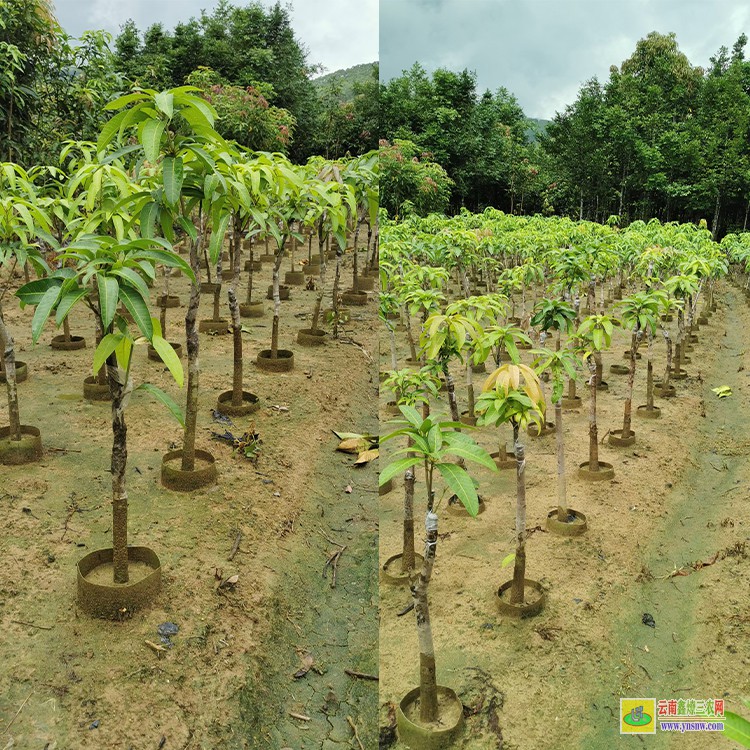 河南芒果苗 云南芒果水果批發(fā)市場 海南三亞芒果批發(fā)市場