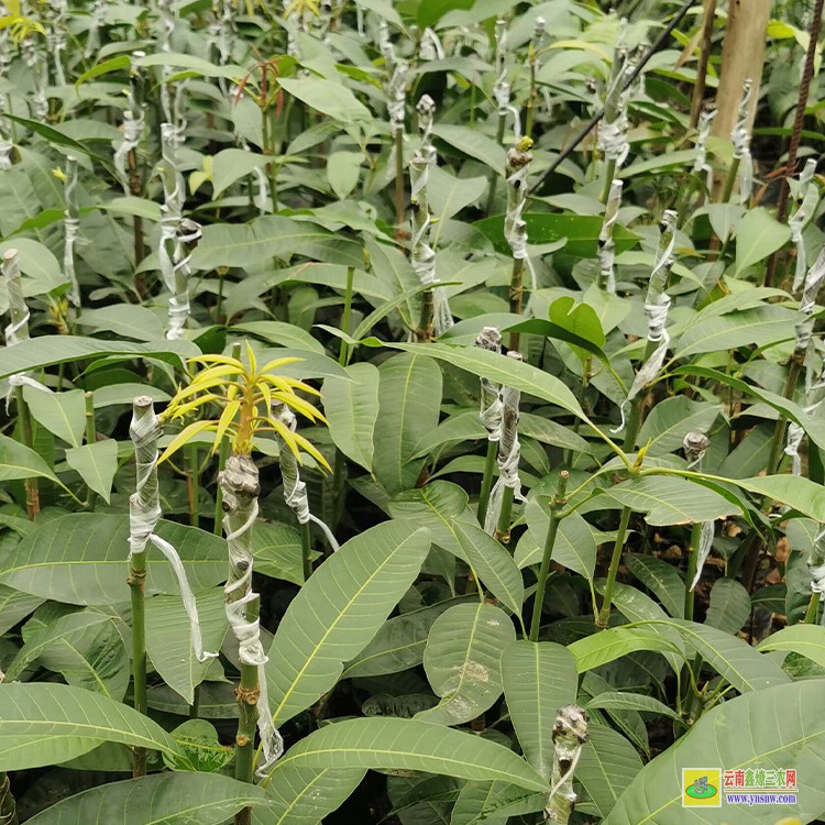 廣西四季芒果苗 云南省水果批發市場 海南三亞芒果批發市場