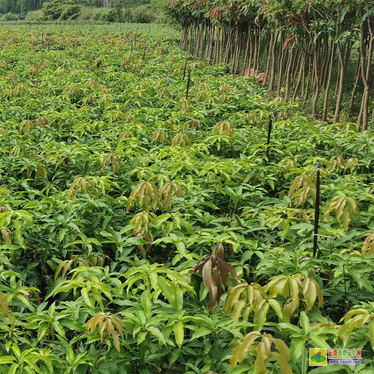 紅河哪里賣芒果苗 金煌芒果苗批發 瑞麗芒果批發市場