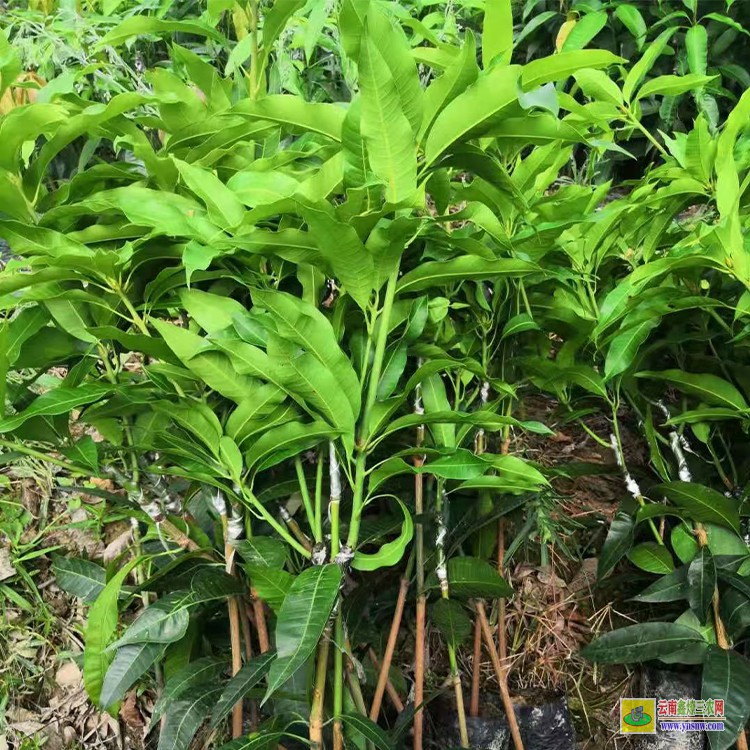 紅河哪里賣芒果苗 金煌芒果苗批發 瑞麗芒果批發市場