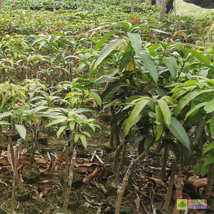 玉溪芒果苗價格 云南玉溪芒果批發市場- 田陽芒果批發市場