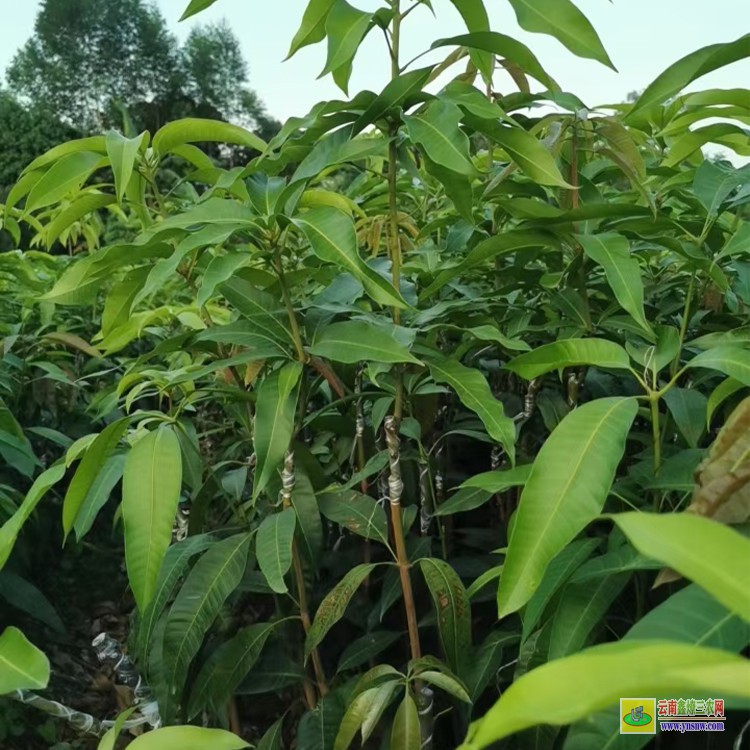 貴州哪里賣芒果苗 云南芒果價格表 瑞麗芒果批發市場