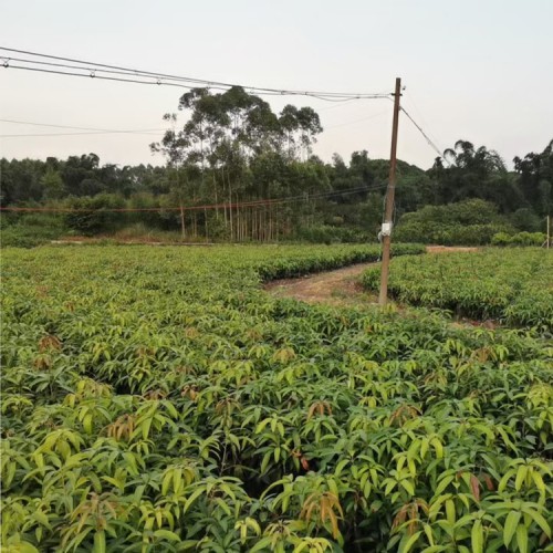 德宏臺農芒果苗 玉溪水果批發市場 云南甜芒果苗