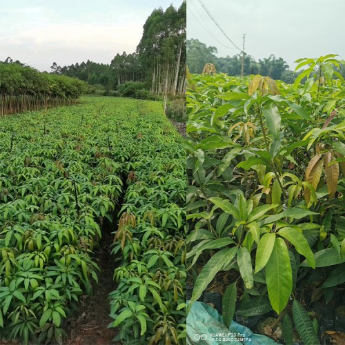 海南四季芒果苗什么時候種 云南省水果批發市場 云南甜芒果苗