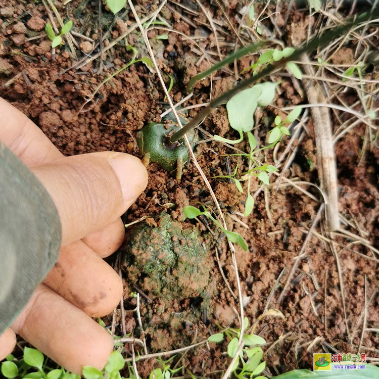 迪慶滇黃精種苗多少一棵 云南保山滇黃精苗多少一株 云南多花黃精苗