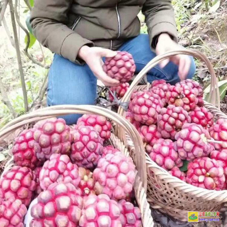 吉林黑老虎水果上市時(shí)間 福布種植技術(shù) 黑老虎苗多少錢