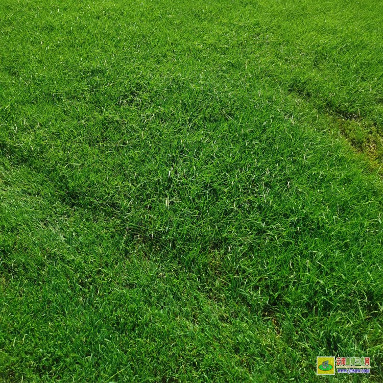 迪慶四季青草坪多少一平 哪里有草坪批發 運動草坪植基地