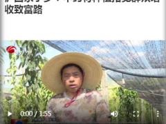 瀘西永寧鄉：中藥材種植拓寬群眾增收致富路