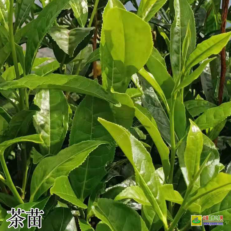 湖南油茶苗批發 茶苗品種介紹茶苗品種大全及圖片