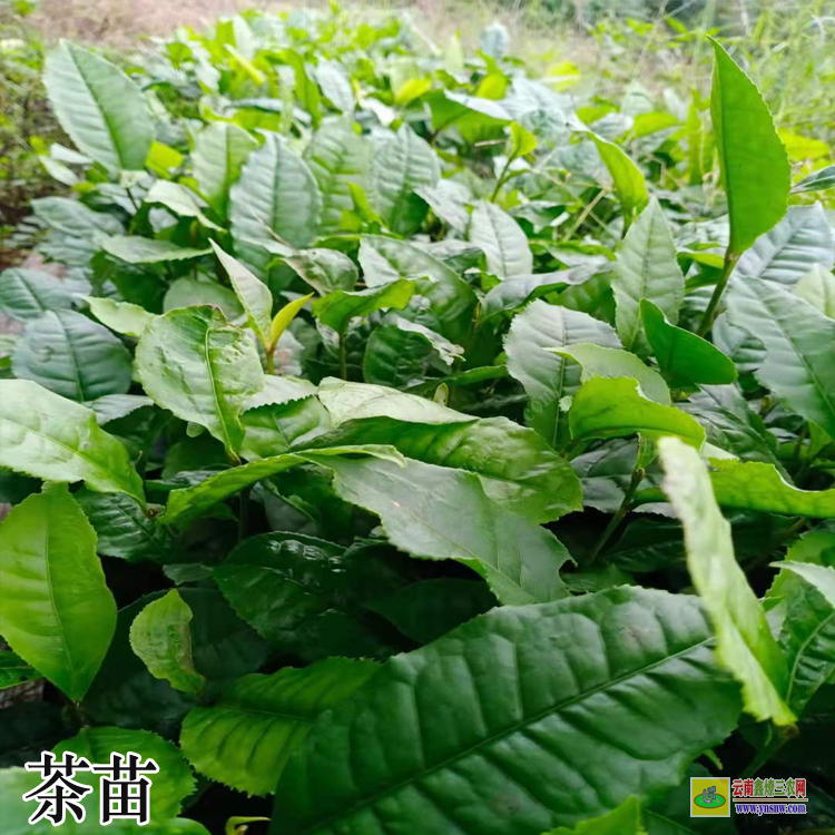 湖南油茶苗批發 茶苗品種介紹茶苗品種大全及圖片