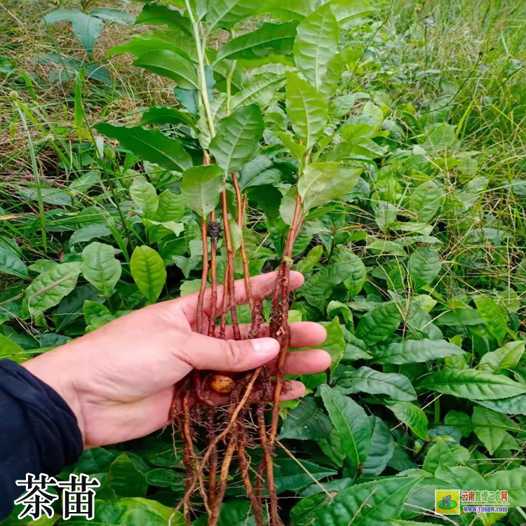 江西茶苗批發廠家 名山茶苗品種茶苗品種大全及圖片