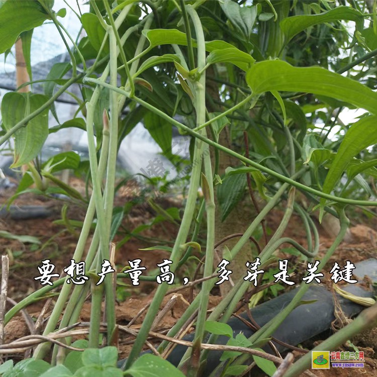 廣西高產百部小苗廠家 百部小苗種植時間 百部苗價格行情