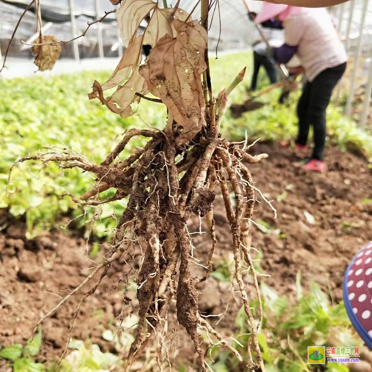 湖北藥材百部現貨批發 百部苗價格 紅化百部苗