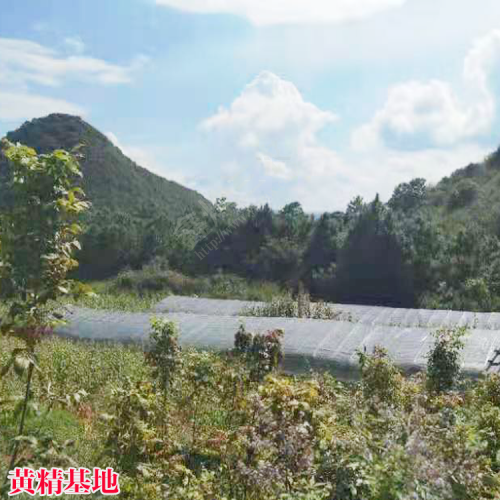 貴州黃精苗的價格 貴陽黃精種植技術,黃精苗批發 貴州黃精苗興森民豐