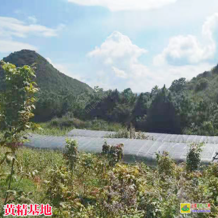 黎平縣黃精苗 四川哪里有黃精種植基地 大黃精種植基地在哪