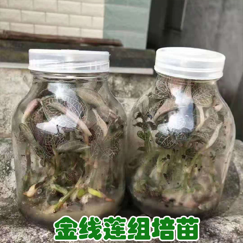 金線蓮苗批發價格 金線蓮苗多少錢一瓶 金線蓮苗在哪里買到