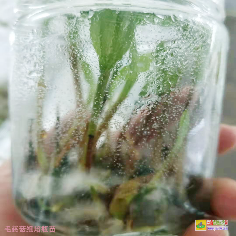 香格里拉毛慈菇苗苗好多錢一株 毛慈菇苗什么方能購到 毛慈菇苗咋賣的呢