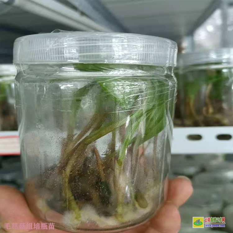 宣威毛慈菇苗圖片 毛慈菇苗價格多少錢 毛慈菇苗多少錢一棵