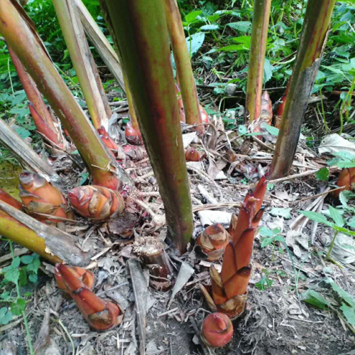 3年草果苗&2017年的草果苗報價(產地文山)