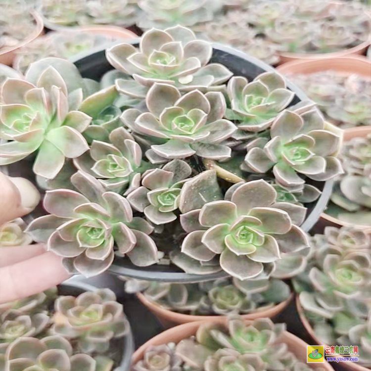 種植基地布置圖 植物的養殖方法 云南批發市場