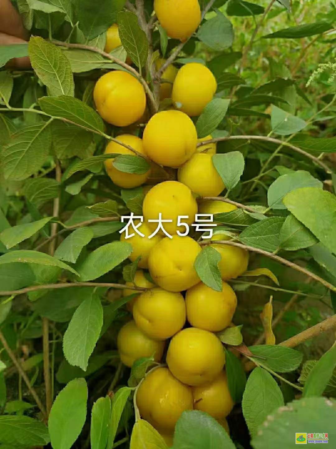 四川純黃色鈣果價(jià)格 中華鈣果苗價(jià)格 鈣果苗什么品種好