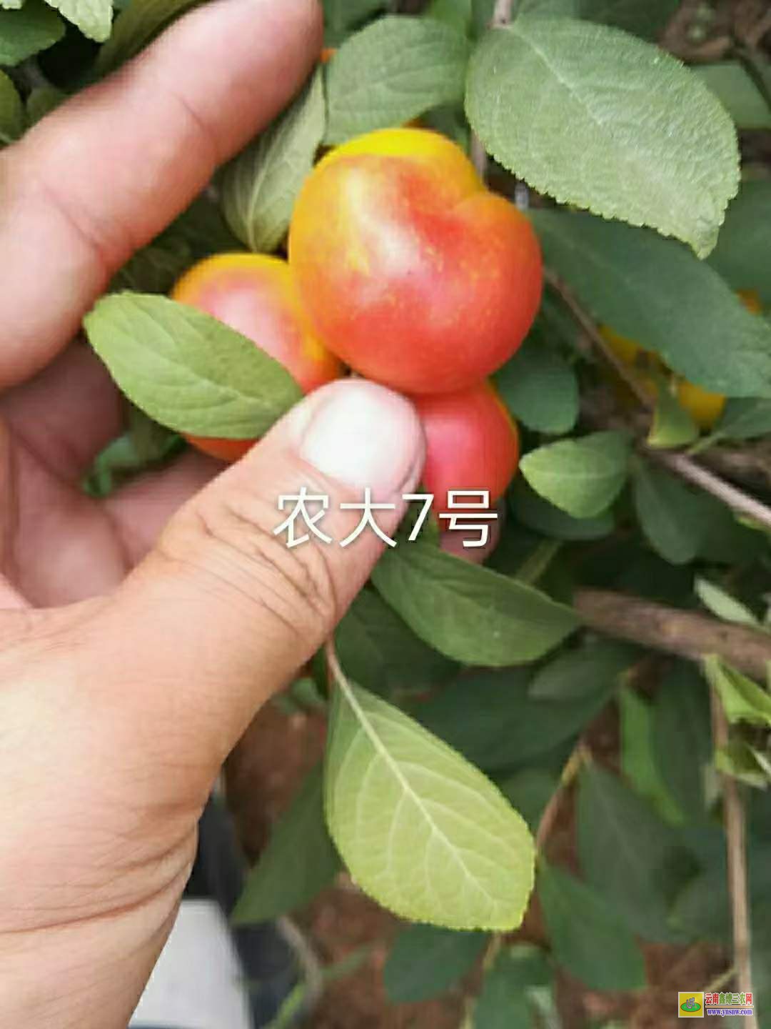 云南新品種鈣果苗價(jià)格 中華鈣果苗價(jià)格 鈣果苗基地