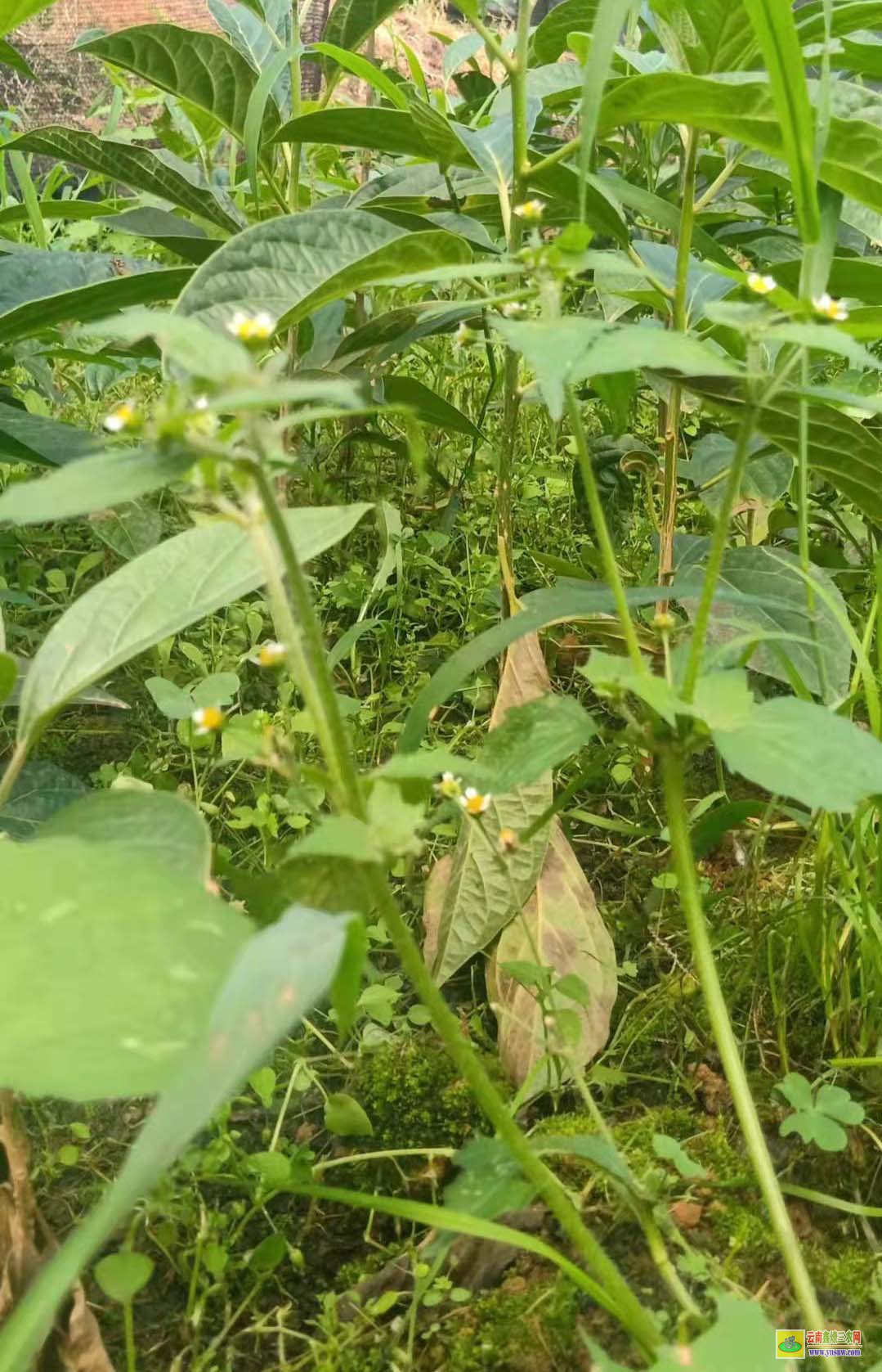 馬比木苗多少錢一棵？ 種植市場(chǎng)前景如何 附種植利潤(rùn)介紹！