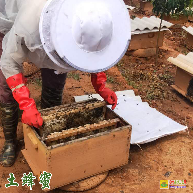 西雙版納純蜂蜜價格表和圖片 土蜂蜜價格多少錢一斤 500克土蜂蜜價格